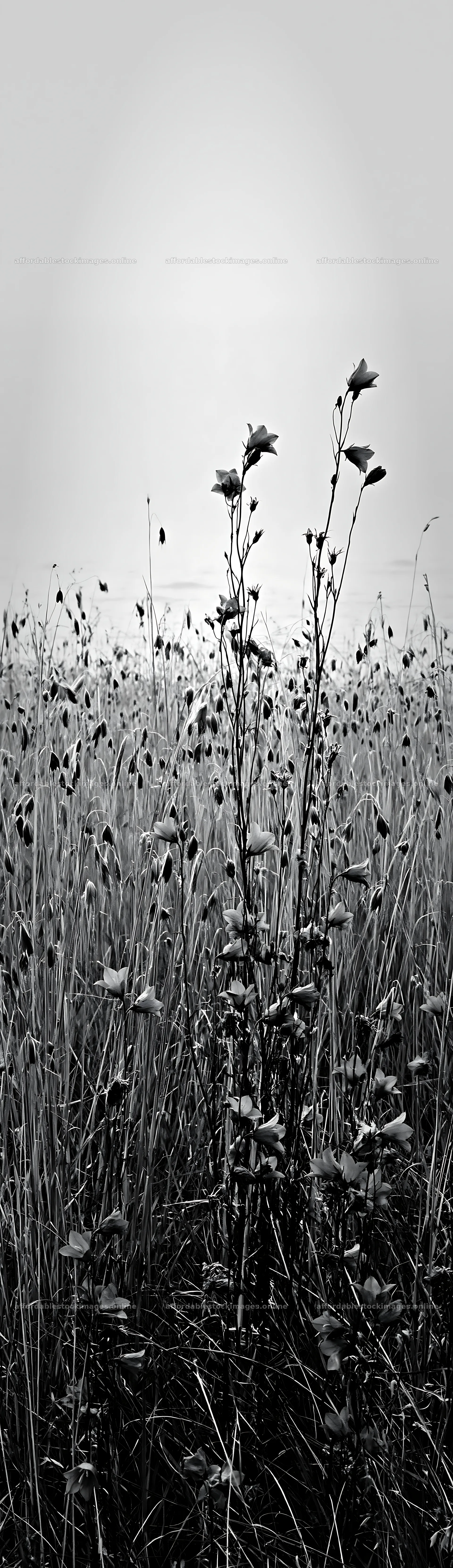 Meadow grass seedheads in black and white landscape – stock images 4268x14762