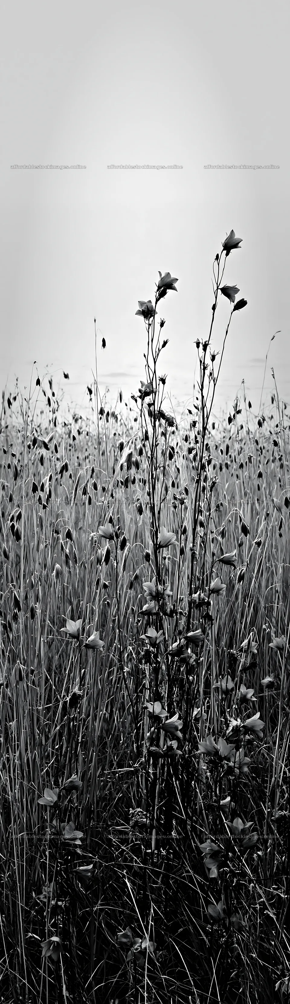 Meadow grass seedheads in black and white landscape – stock images 4268x14762