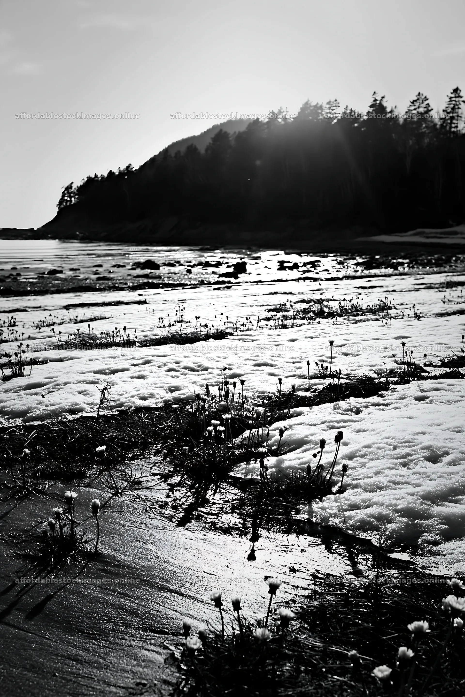Snowy beach meadow with flowers at the edge of the shore – stock images 6480x9722
