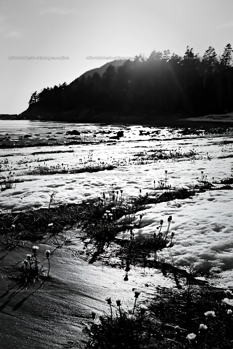 Snowy beach meadow with flowers at the edge of the shore – stock images 6480x9722