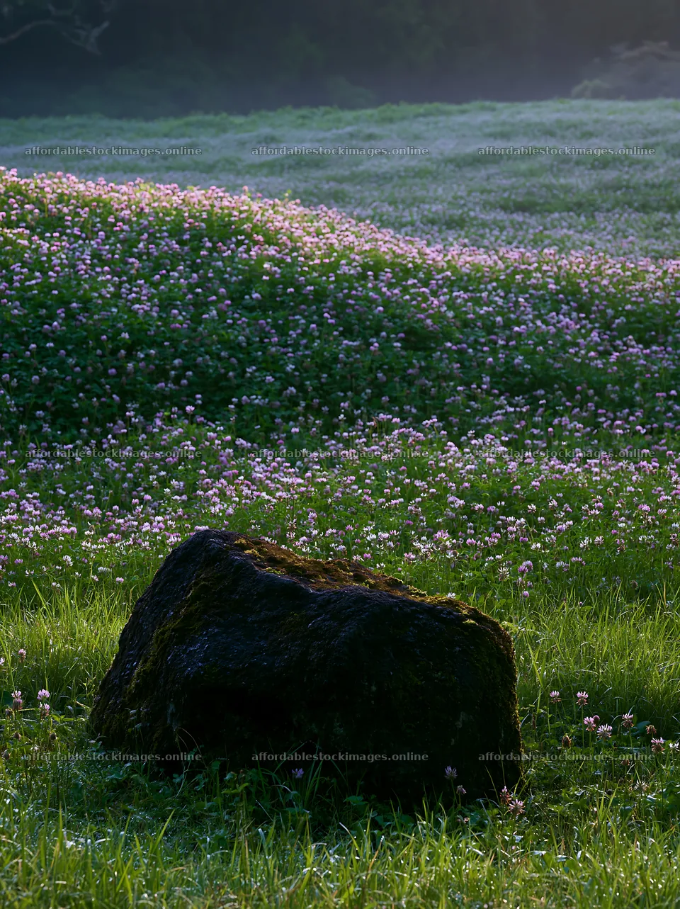 Misty meadow with moss covered stone in Shimane – stock images 6866x9174