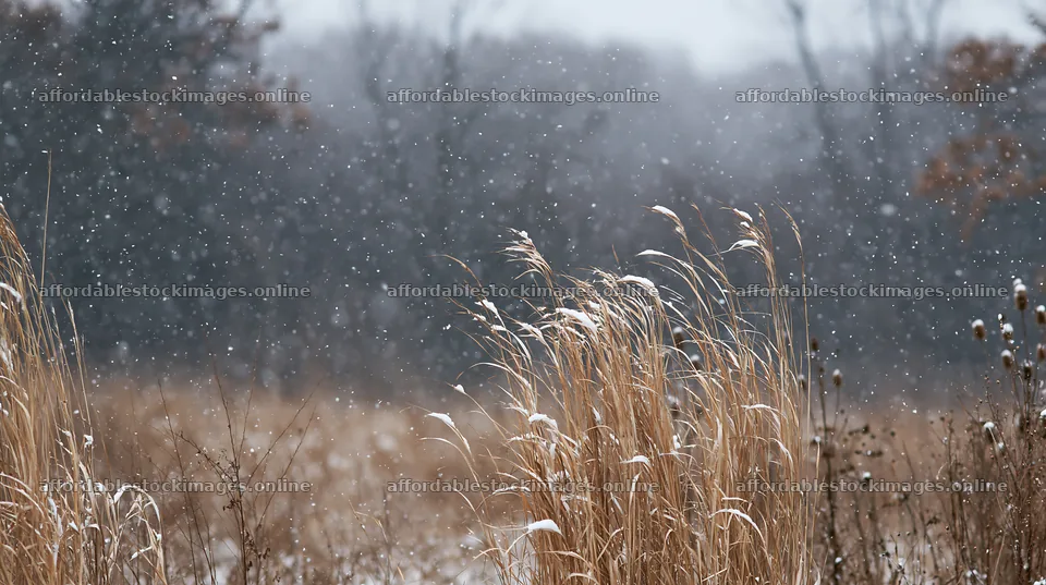 Tall grass meadow in winter with snowfall – stock images 10608x5938