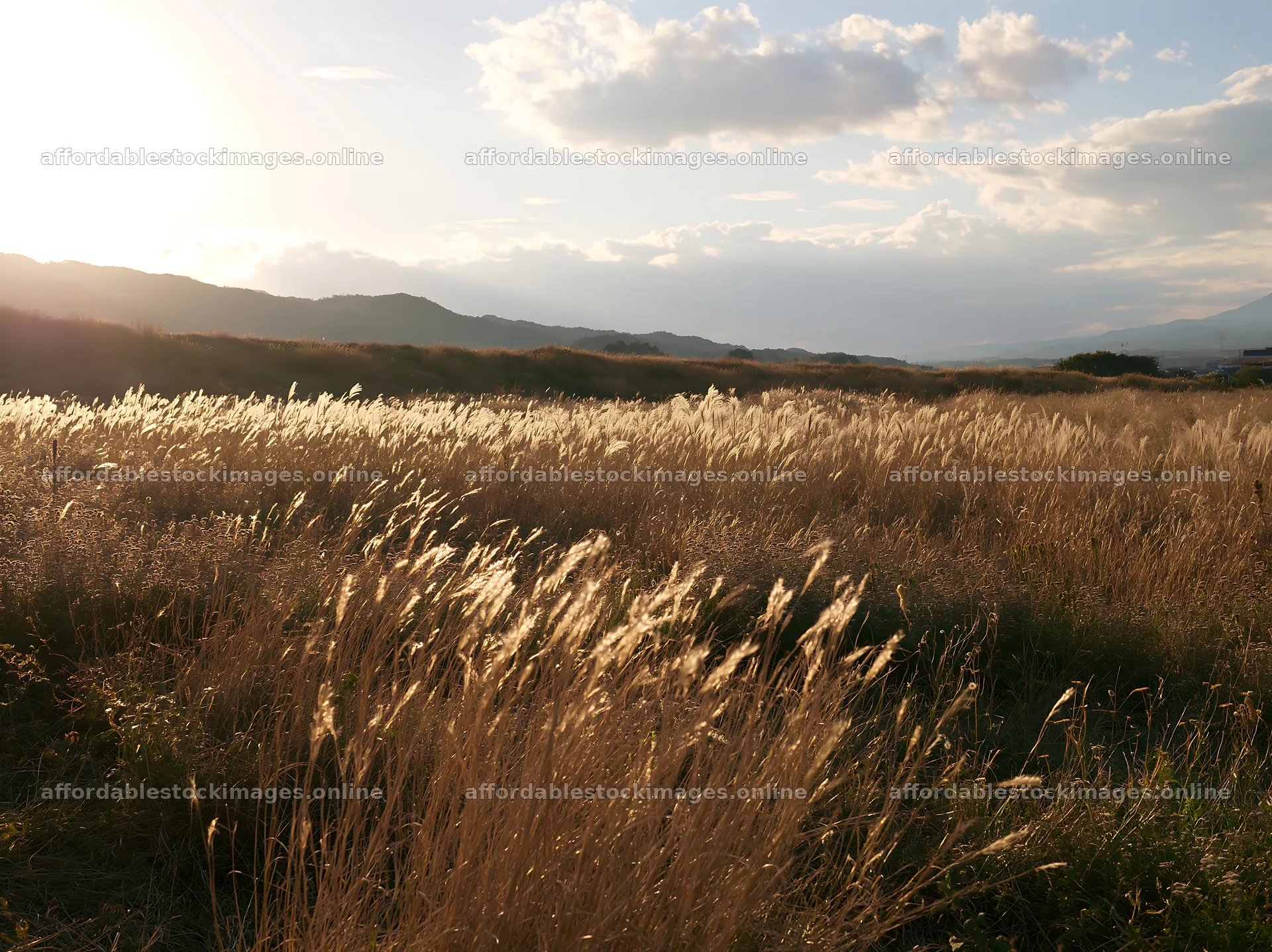 Aichi restored meadow autumn seedheads foreground – stock images 9174x6866