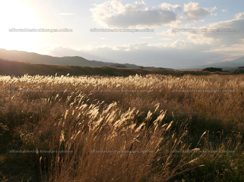 Aichi restored meadow autumn seedheads foreground – stock images 9174x6866