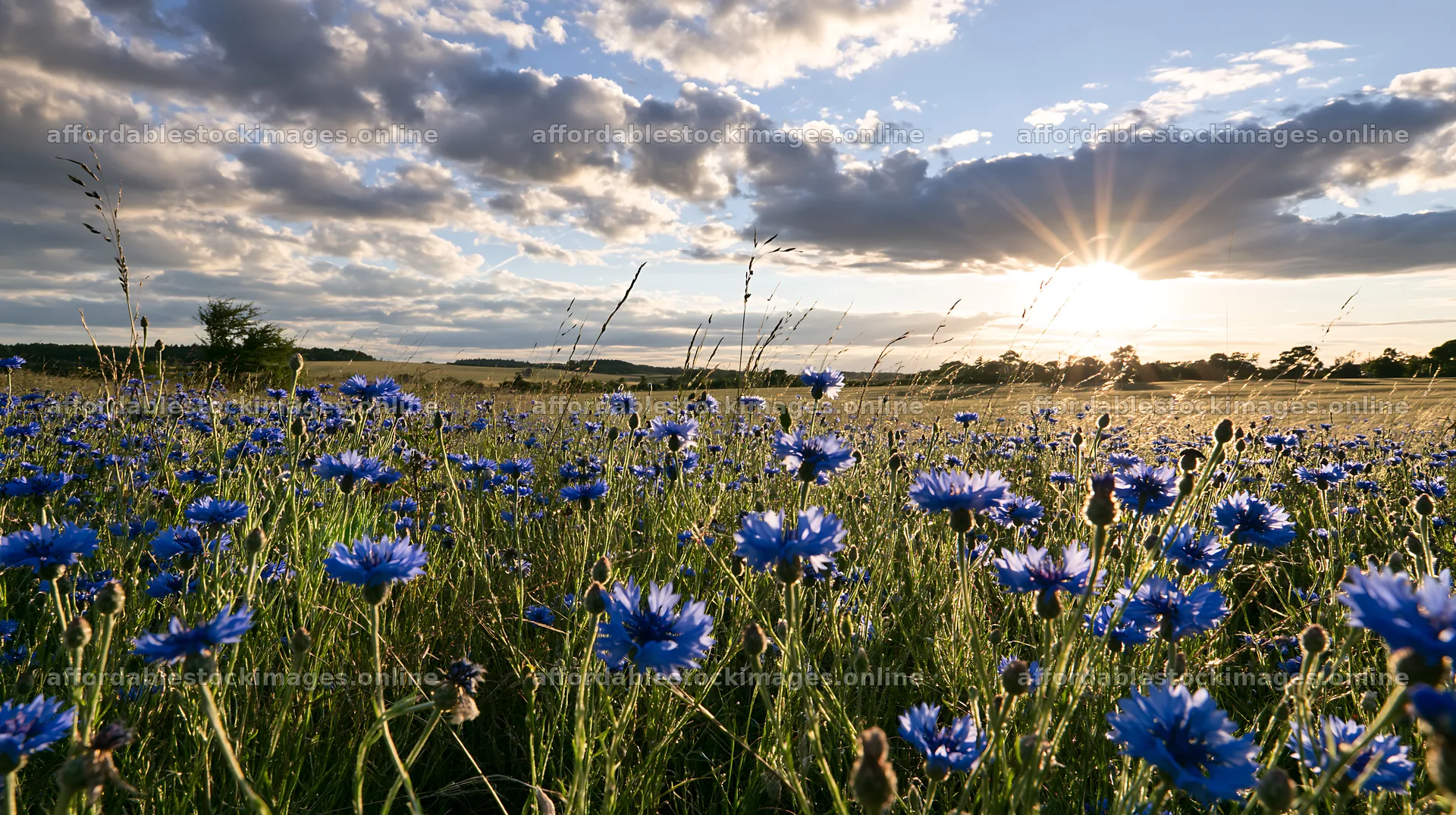 Cornflower meadow website header image with bright sunlight – stock images 10608x5938