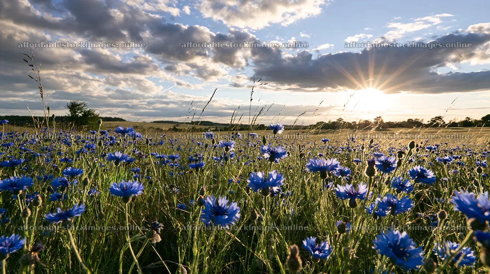 Cornflower meadow website header image with bright sunlight – stock images 10608x5938