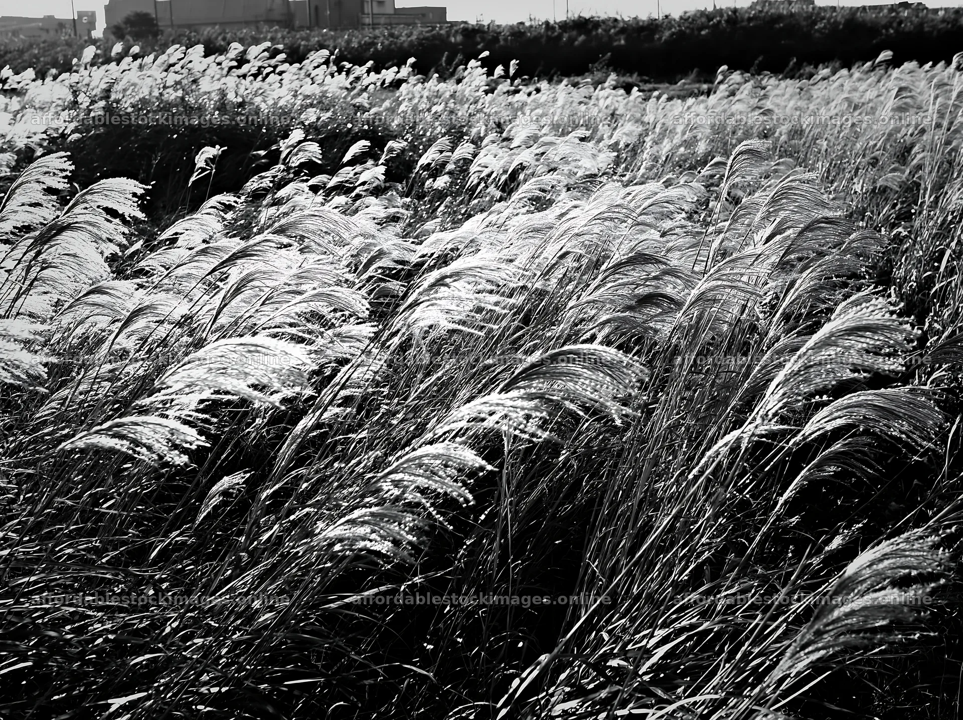 Tokyo urban biodiversity meadow with seedheads swaying in – stock images 9174x6866
