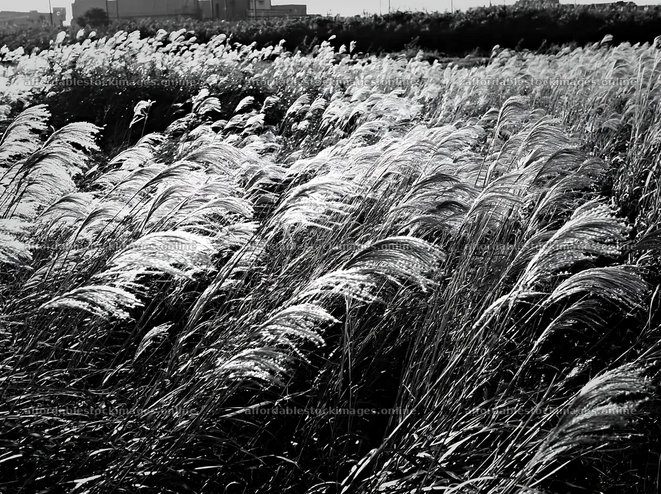 Tokyo urban biodiversity meadow with seedheads swaying in – stock images 9174x6866