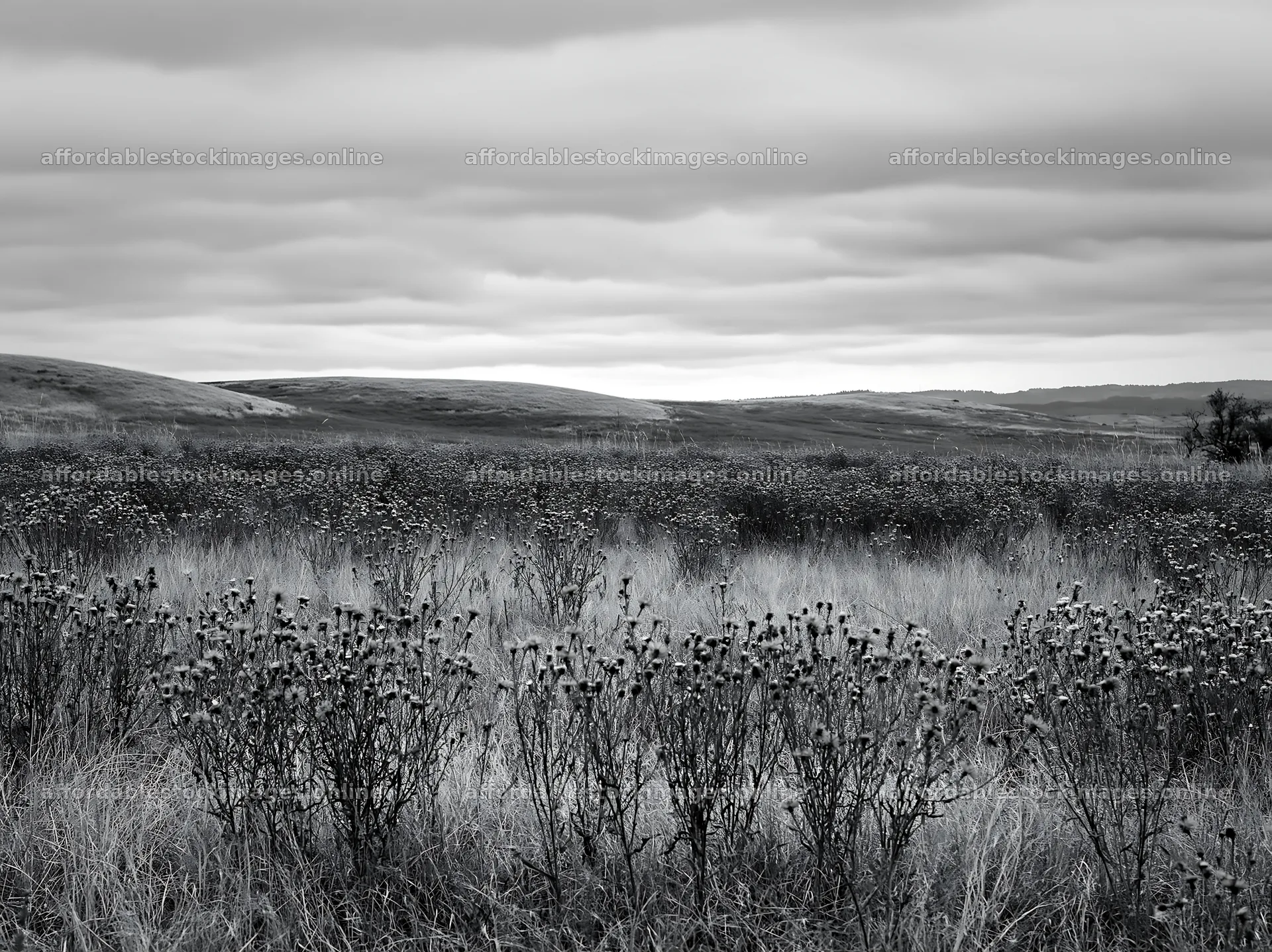 Violet knapweed meadow under cloudy sky – stock images 9174x6866