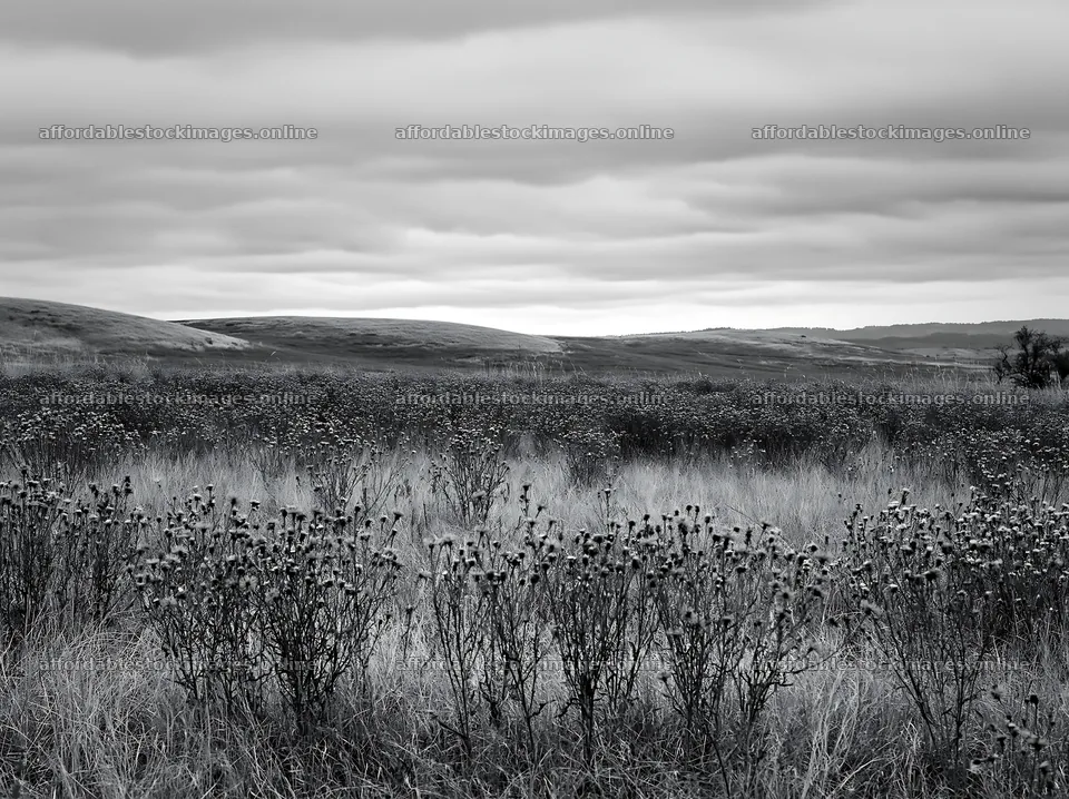 Violet knapweed meadow under cloudy sky – stock images 9174x6866