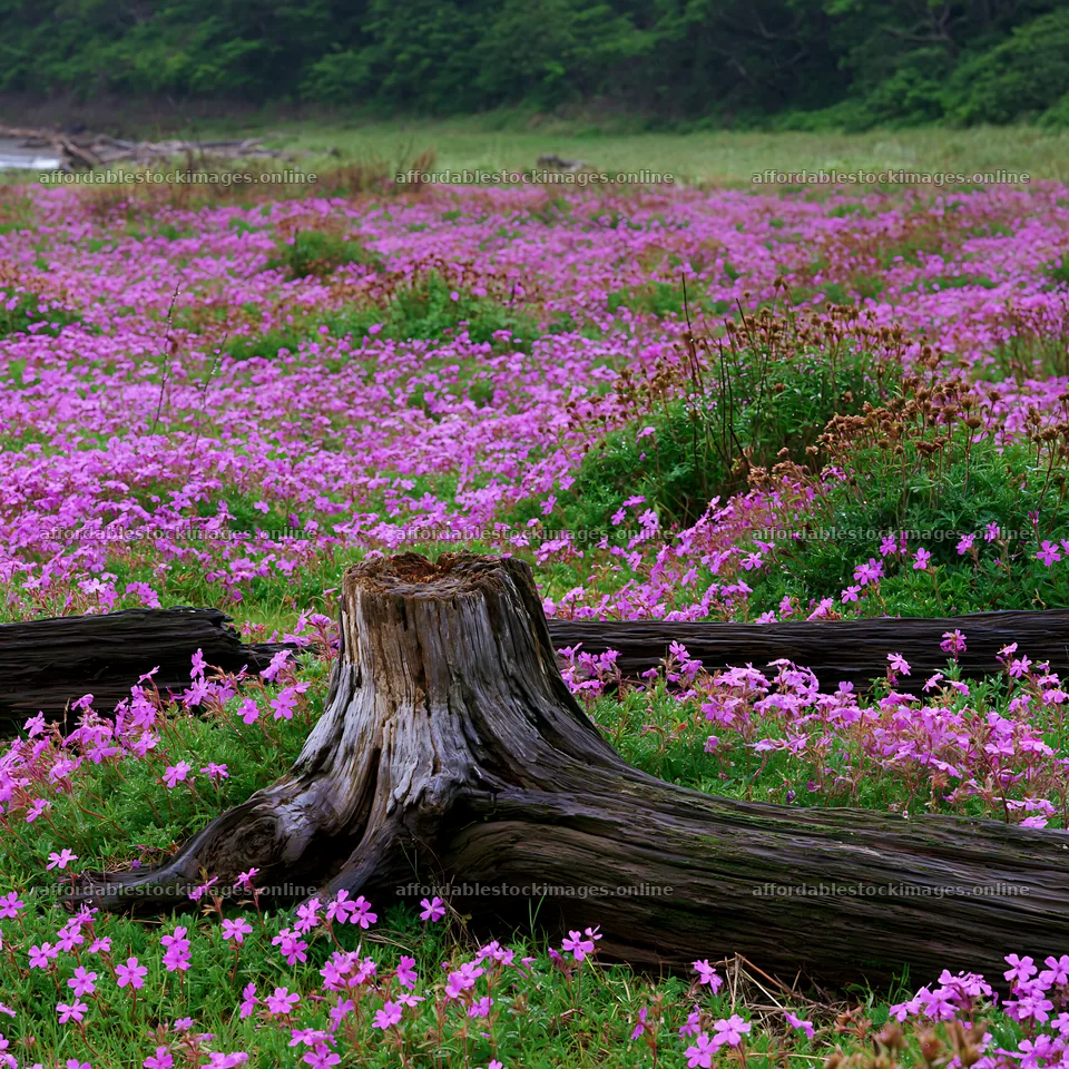 Chiba coastal climate meadow driftwood foreground – stock images 7938x7938