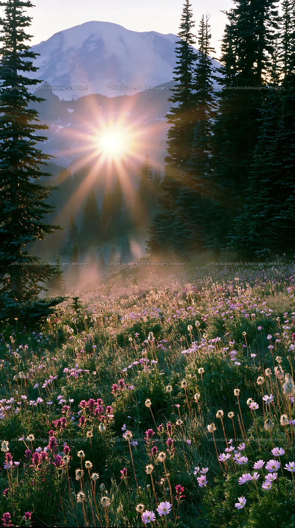 Mount Rainier wildflower meadow sunrise with sunlight beams – stock images 5938x10608