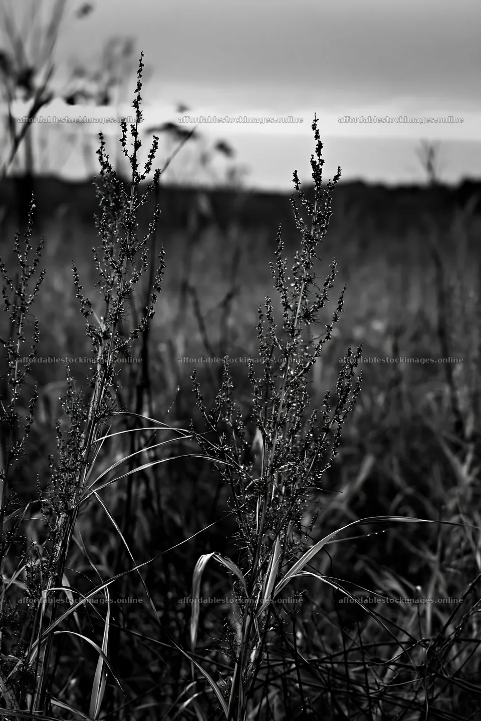 Aichi restored meadow autumn seedheads foreground – stock images 6480x9722