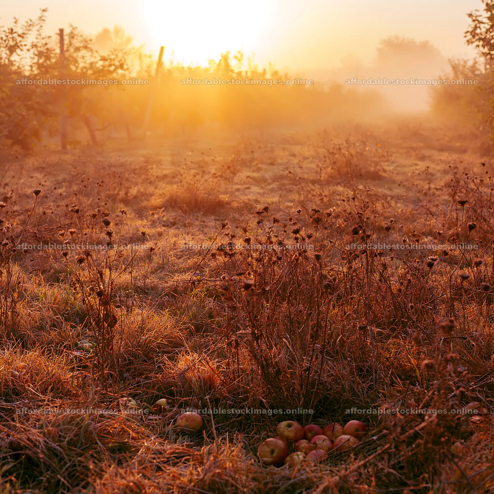 Foggy orchard meadow at sunrise with fallen apples – stock images 7938x7938