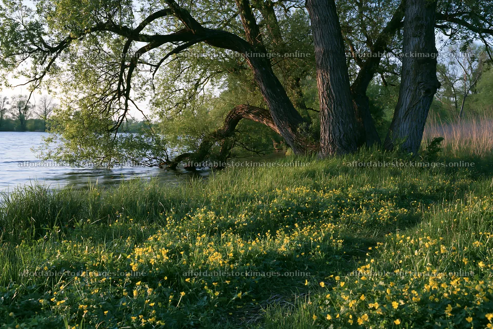 Lakeside meadow with flowers near a tree in Germany – stock images 9722x6480