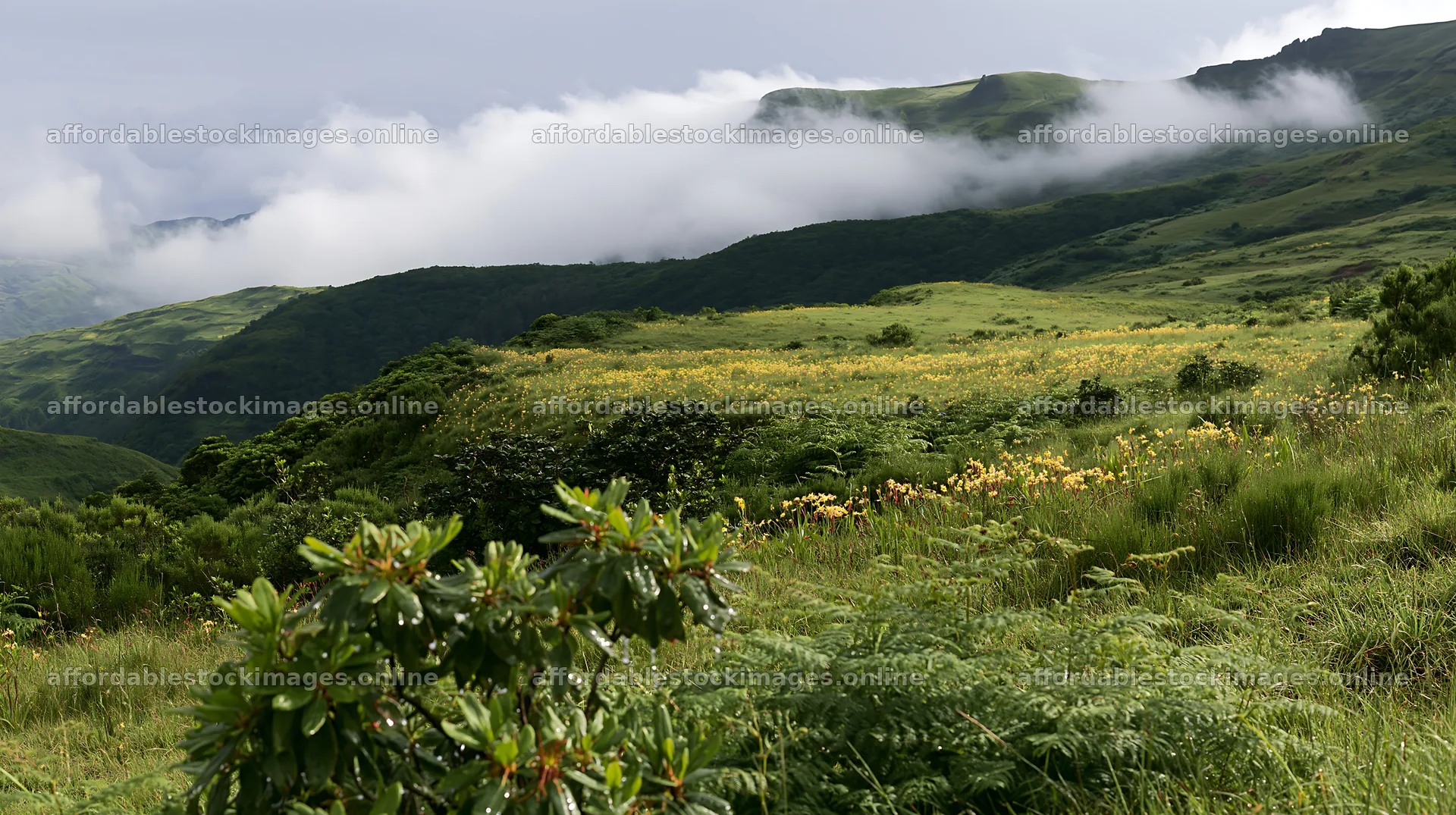 Dewy meadow with hills and clouds in the background – stock images 10608x5938