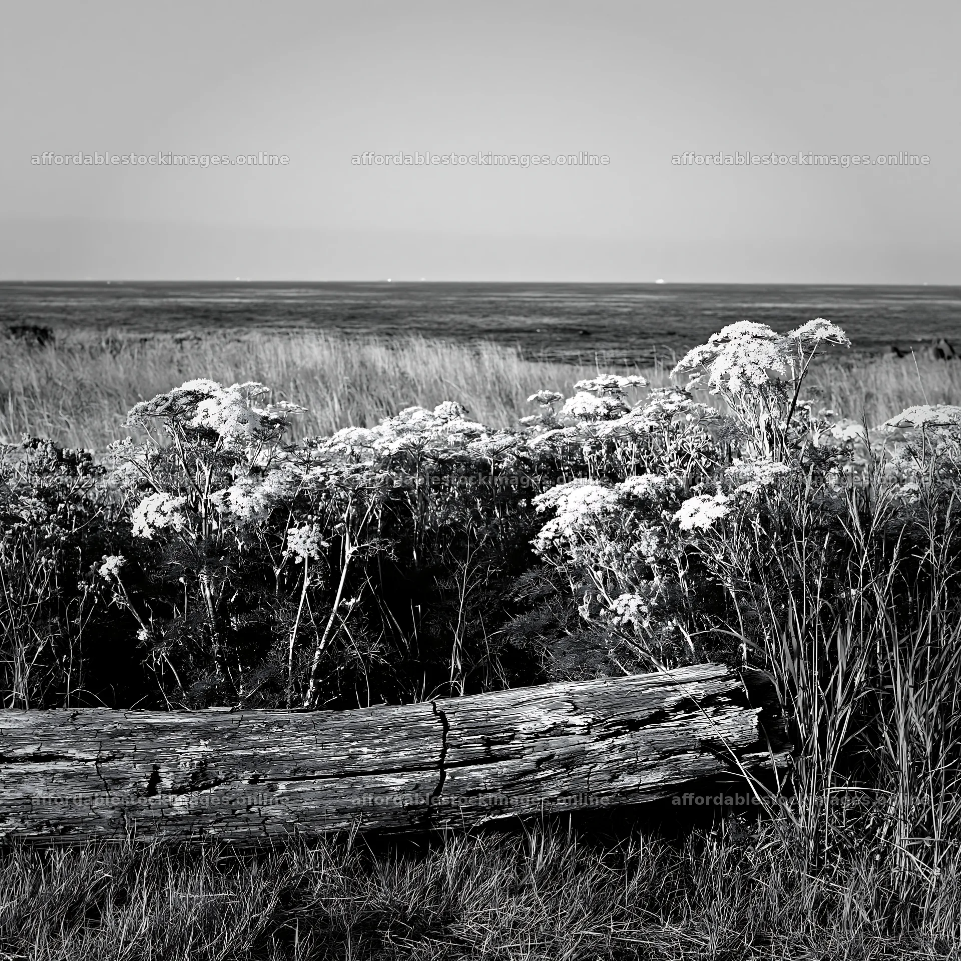 Chiba coastal climate meadow with driftwood in the foreground – stock images 7938x7938