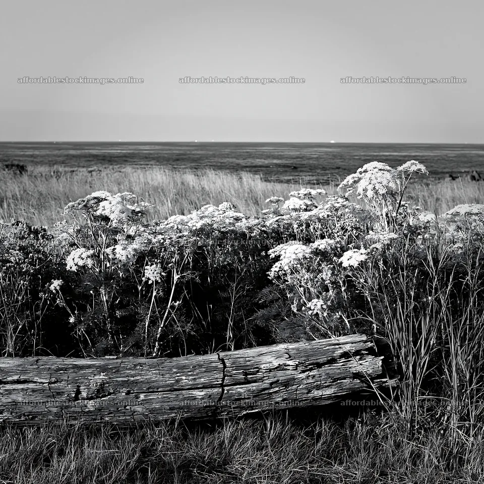 Chiba coastal climate meadow with driftwood in the foreground – stock images 7938x7938