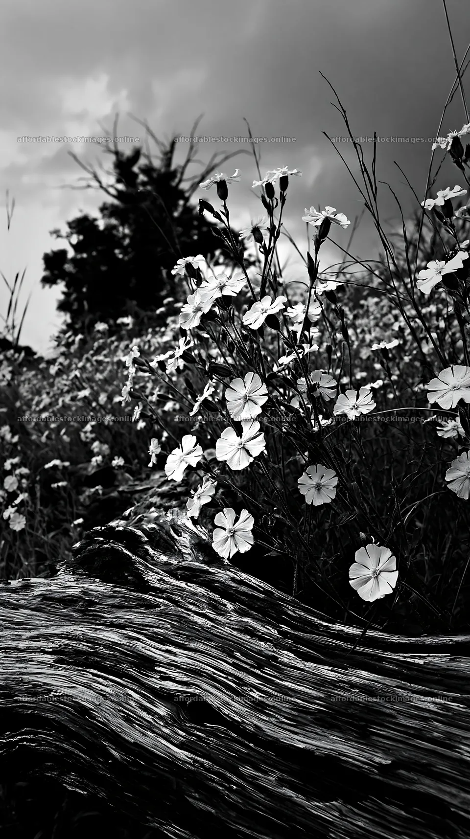 Chiba coastal climate meadow with driftwood and flowers – stock images 5938x10608