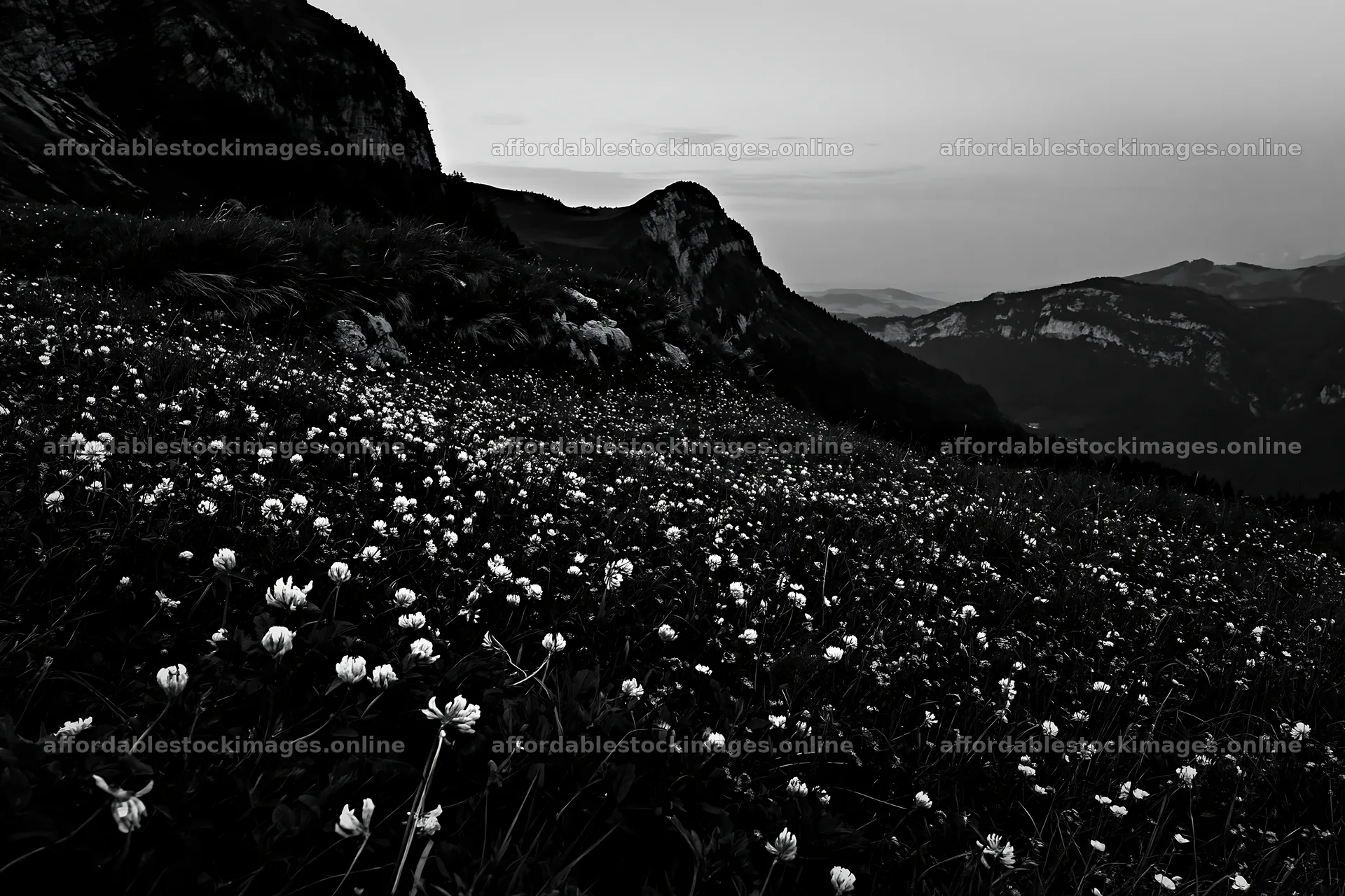 Clover speedwell meadow in black and white at dusk – stock images 9722x6480