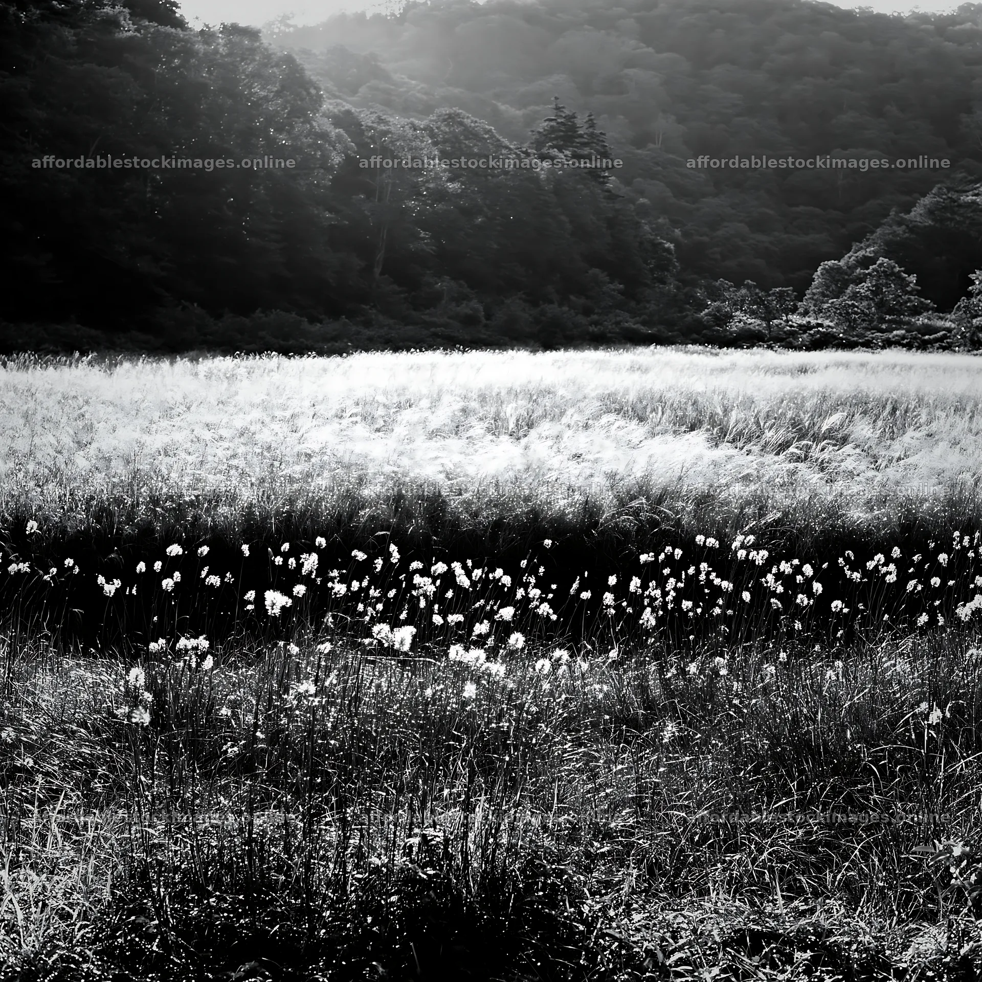Iwate rain refreshed meadow seedhead foreground – stock images 7938x7938