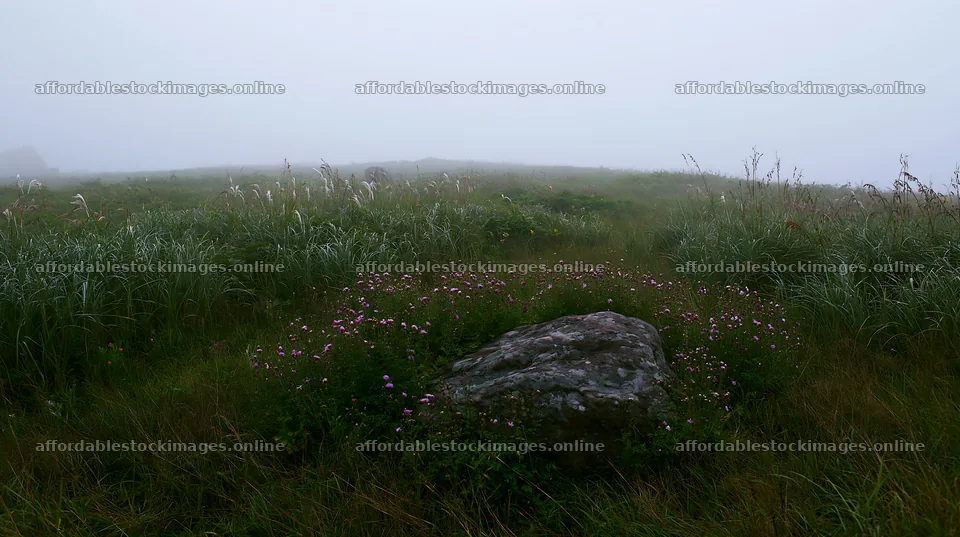 Aomori climate resilient meadow with boulder and fog – stock images 10608x5938