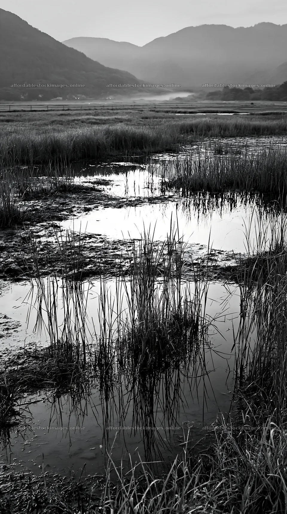 Reeds in Shiga wetland meadow for climate adaptation – stock images 5938x10608