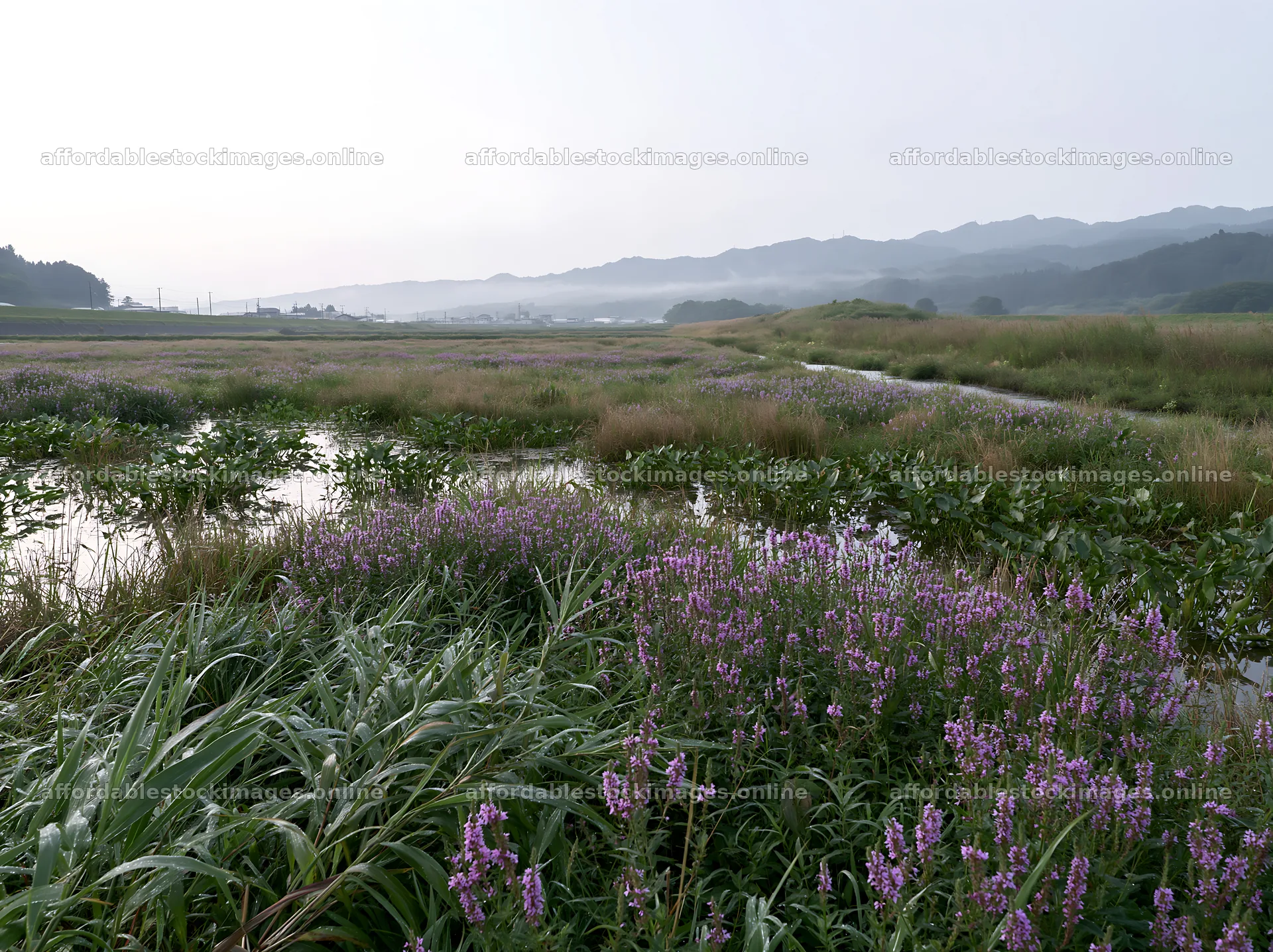 Meadow with dew in Niigata floodplain restoration area – stock images 9174x6866