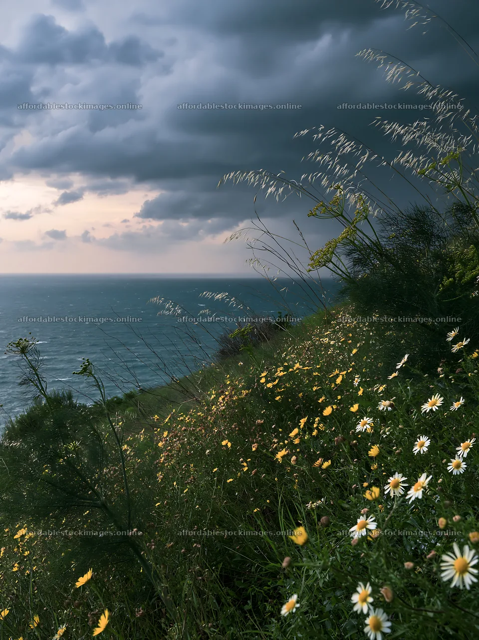 Seaside orchard meadow with flowers and ocean view – stock images 6866x9174