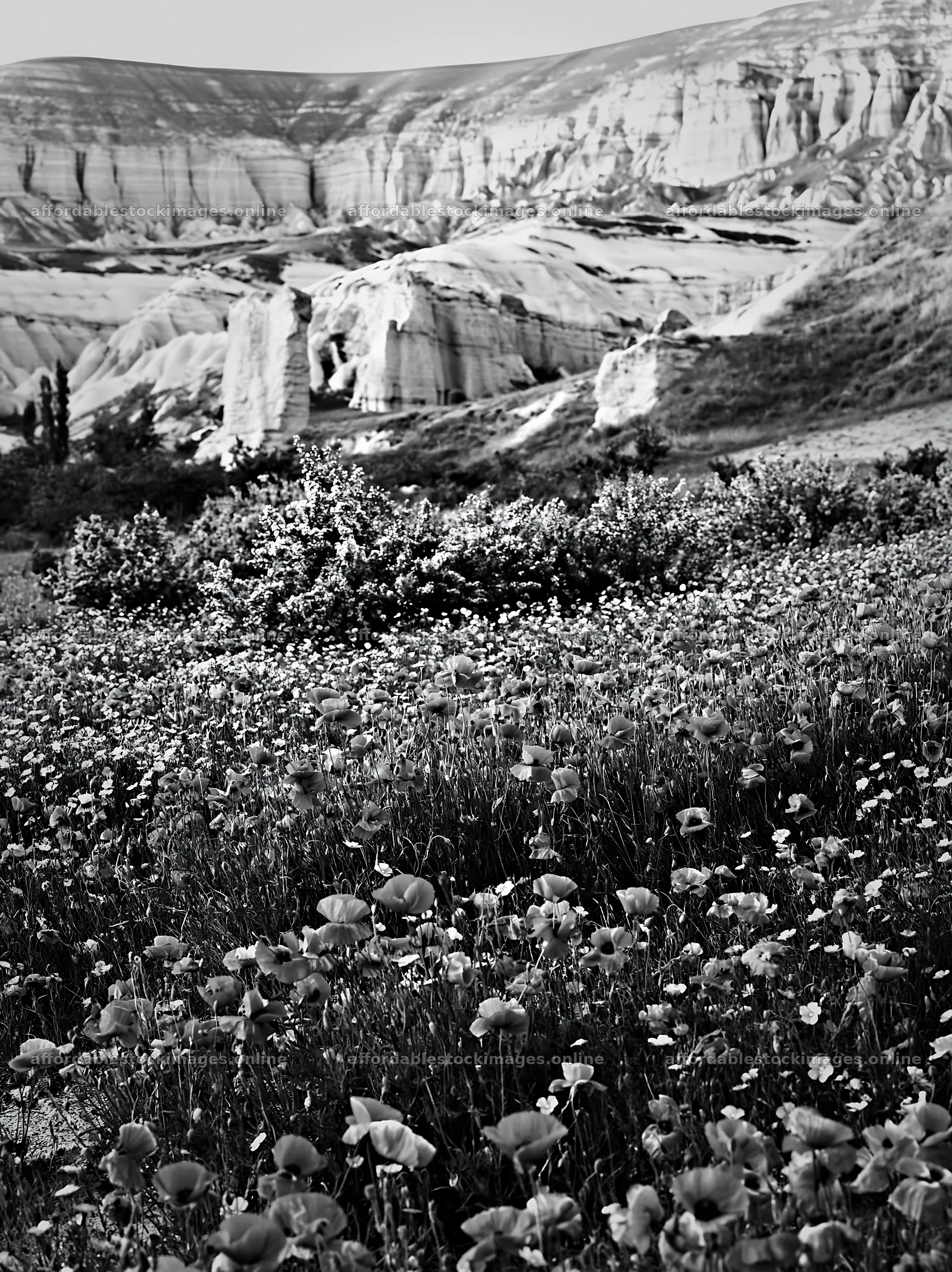 Poppy and flax meadow in a mountainous landscape – stock images 6866x9174