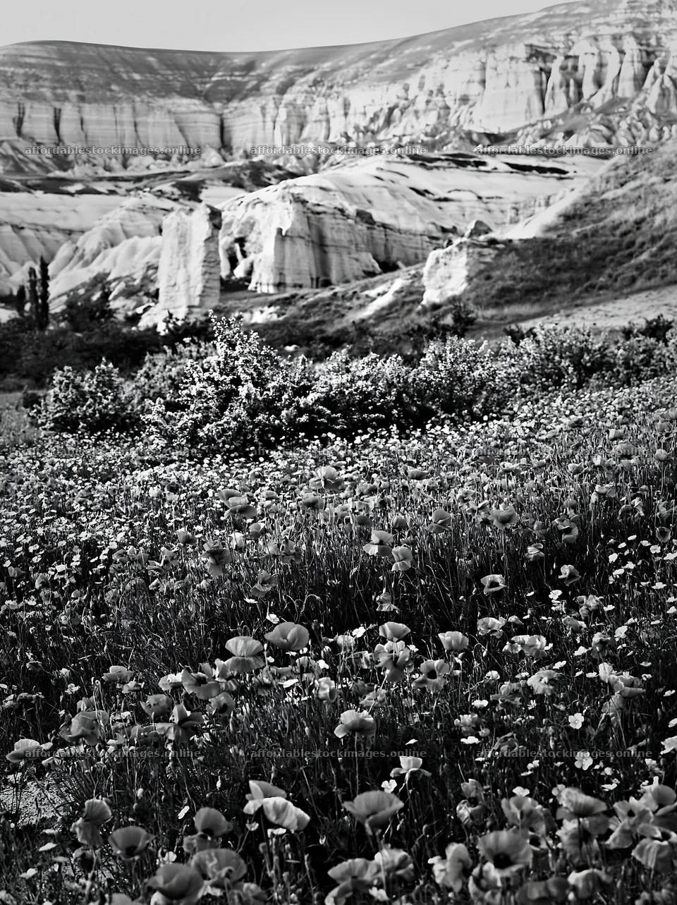 Poppy and flax meadow in a mountainous landscape – stock images 6866x9174