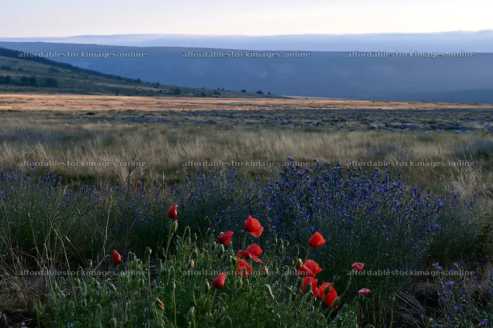 Poppy larkspur meadow under cloudy sky – stock images 9722x6480