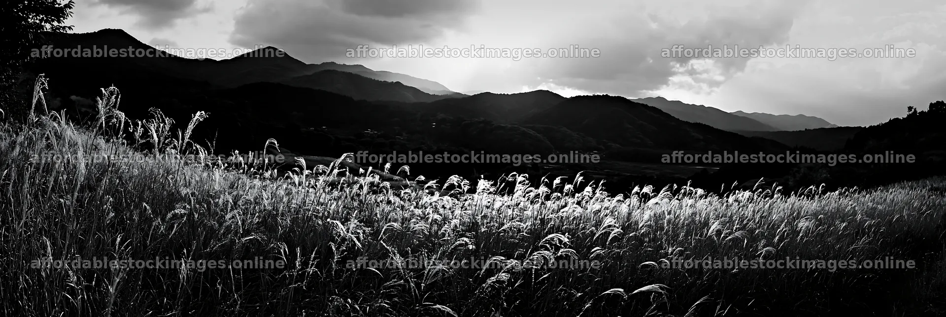 Ehime twilight meadow with dry seedheads under cloudy sky – stock images 13690x4602
