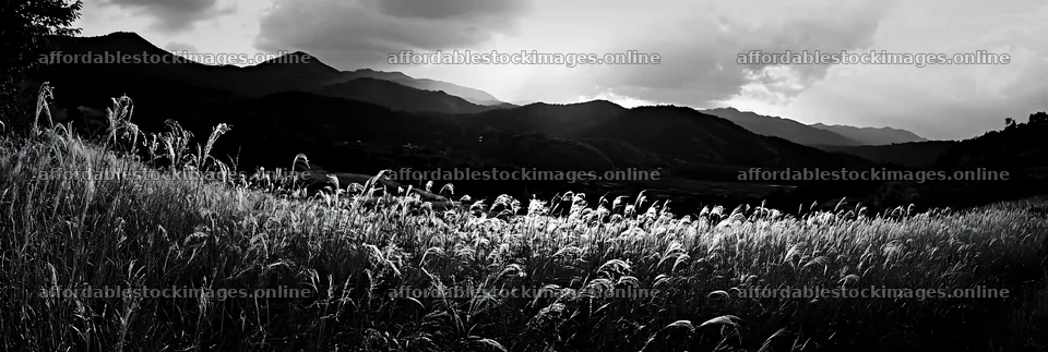 Ehime twilight meadow with dry seedheads under cloudy sky – stock images 13690x4602