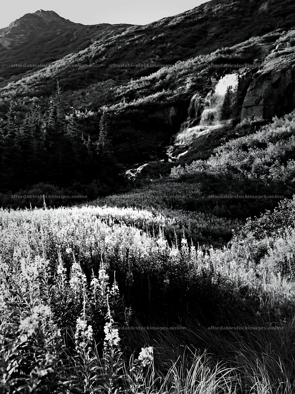 Flower meadow below a cascade in a mountainous region – stock images 6866x9174