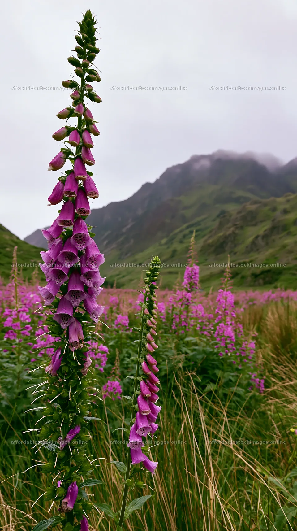 Meadow beneath crags with flowering plants – stock images 5938x10608