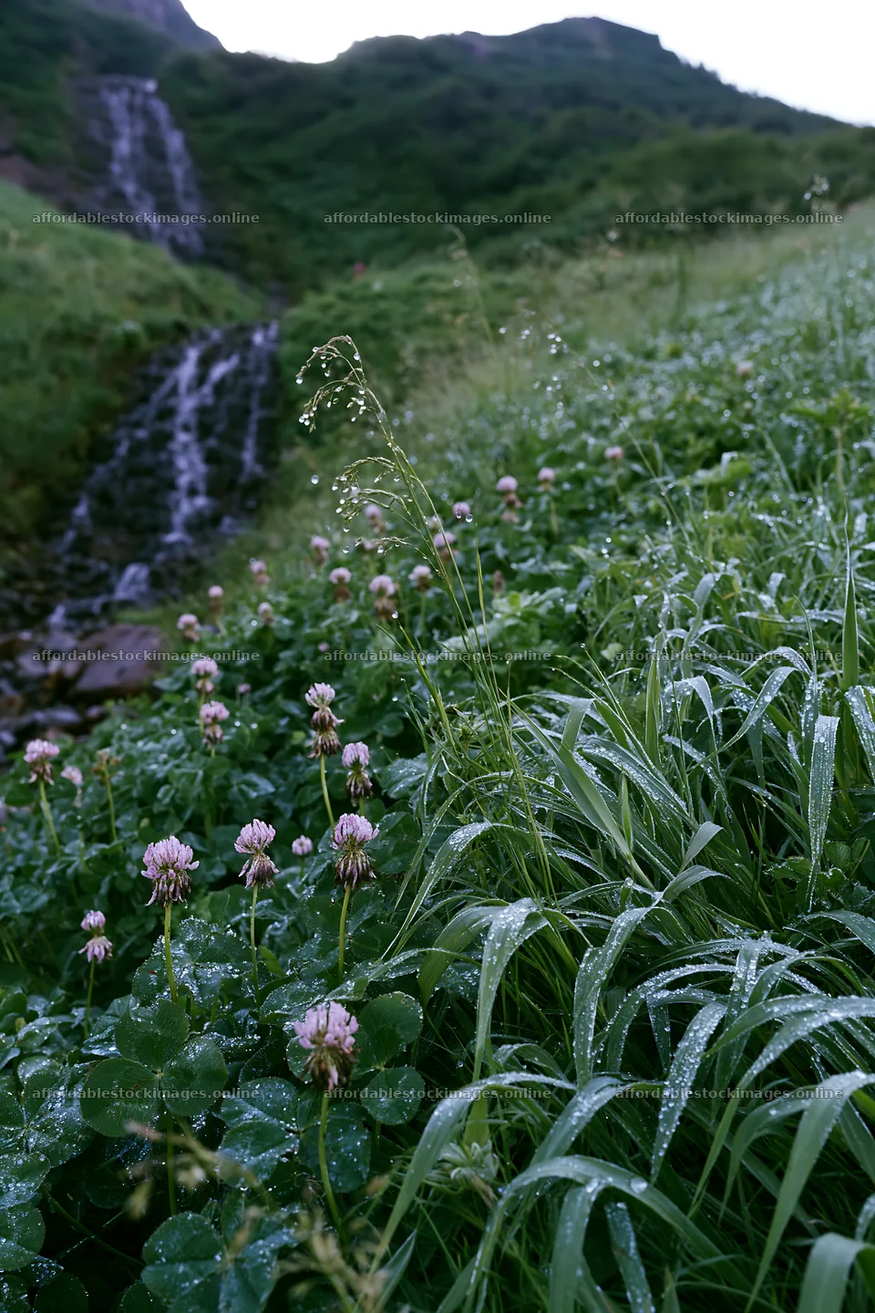 Waterfall flowing through alpine meadow with flowers – stock images 6480x9722