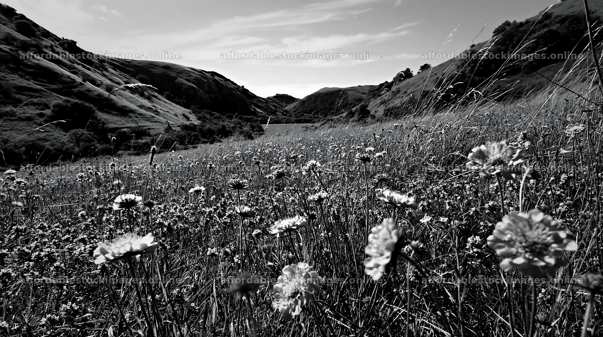 Sunny chalk wildflower meadow with hills and blue sky – stock images 10608x5938