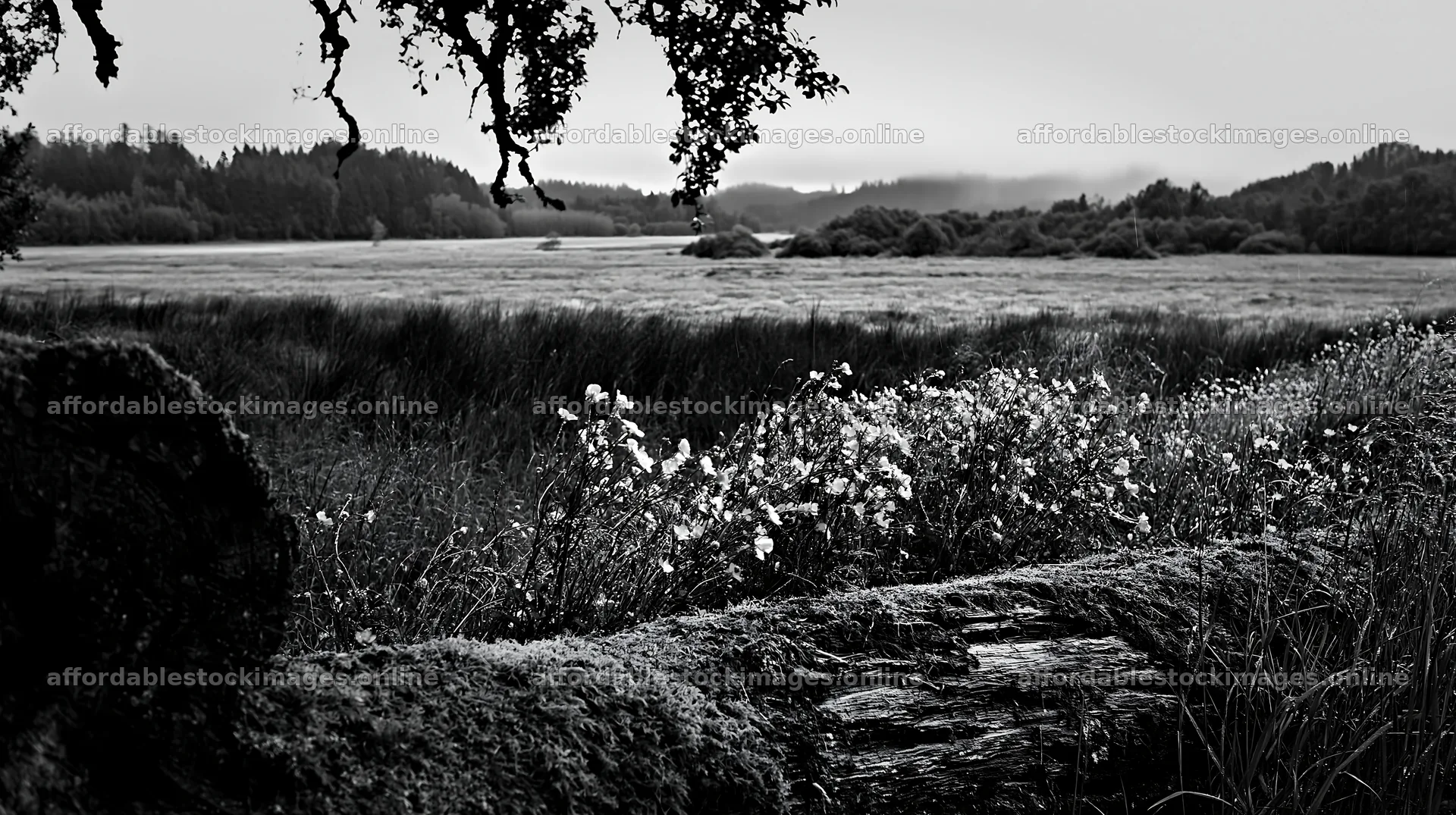 Gifu low carbon meadow mossy log in a lush landscape – stock images 10608x5938