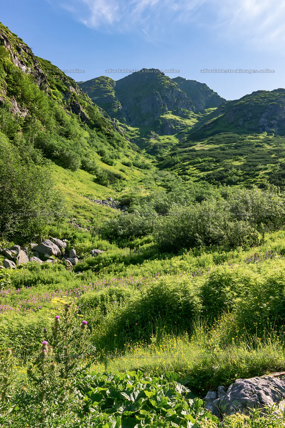 Regenerative meadow in a mountain valley during daylight – stock images 6480x9722