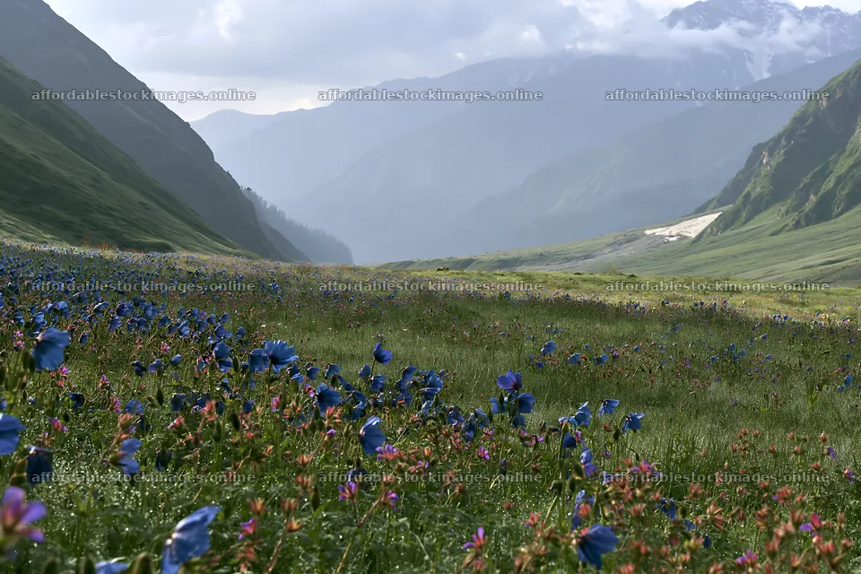 Snowline meadow with blue flowers in a mountain valley – stock images 9722x6480