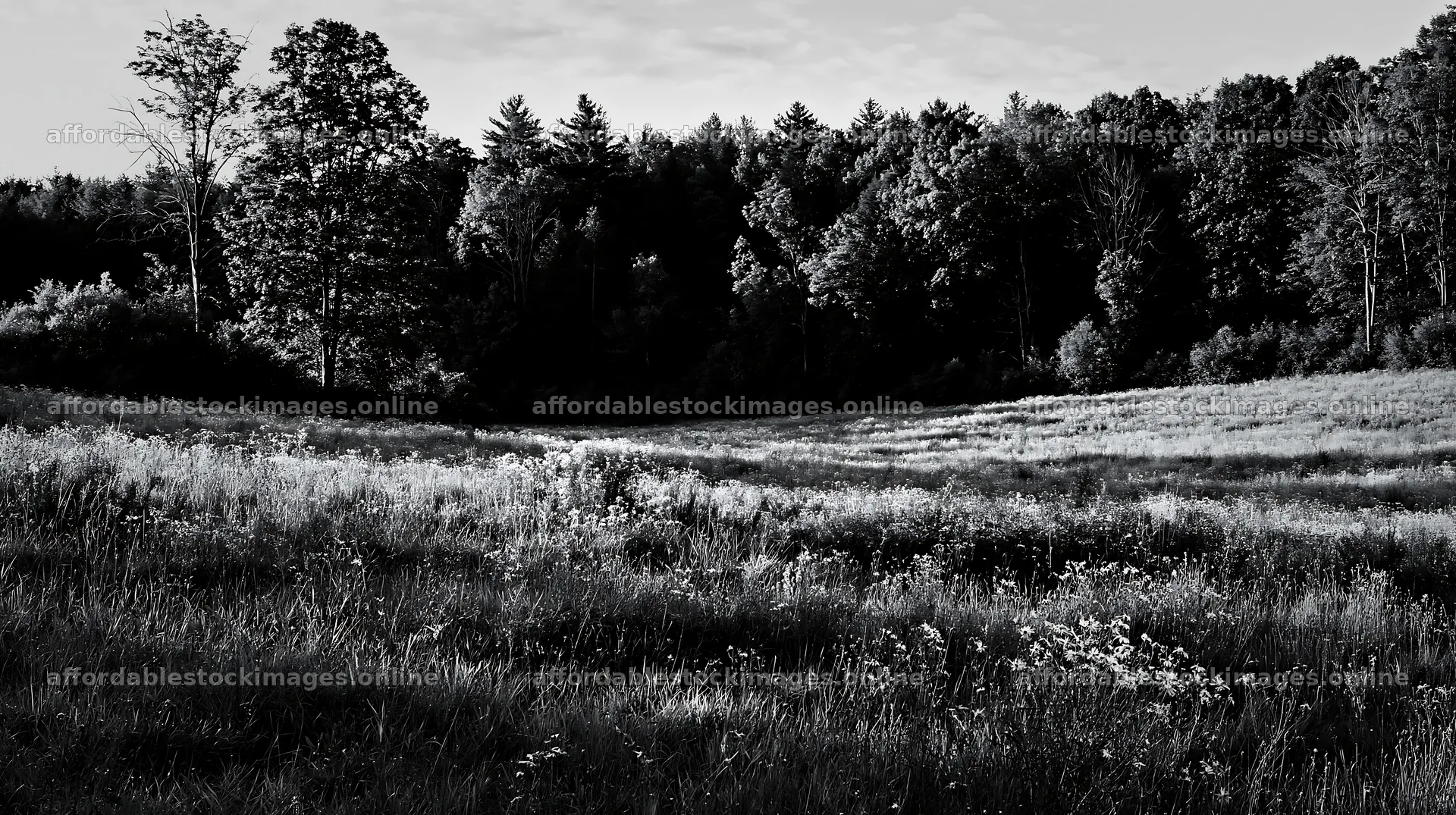 Wooded valley meadow in black and white during daylight – stock images 10608x5938