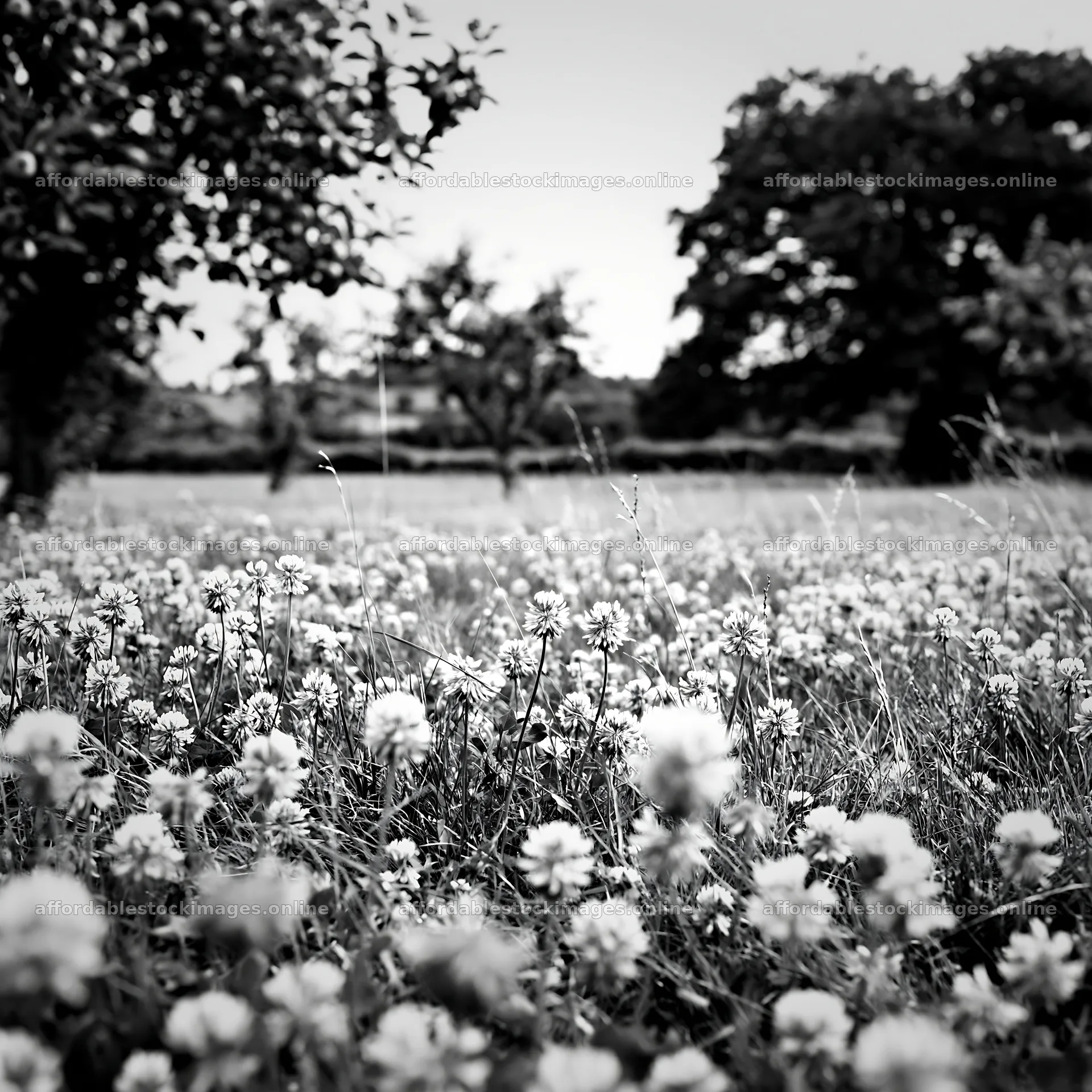 Clover apple meadow with pink flowers and trees in the – stock images 7938x7938