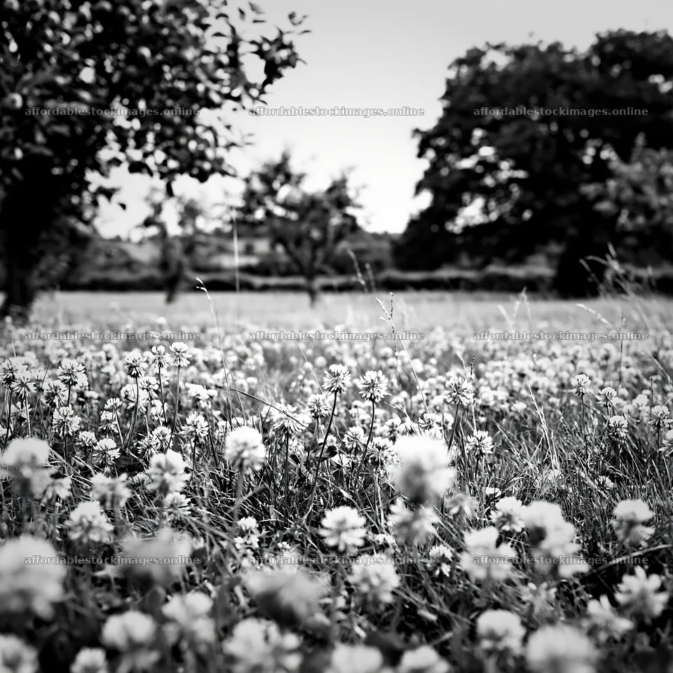 Clover apple meadow with pink flowers and trees in the – stock images 7938x7938