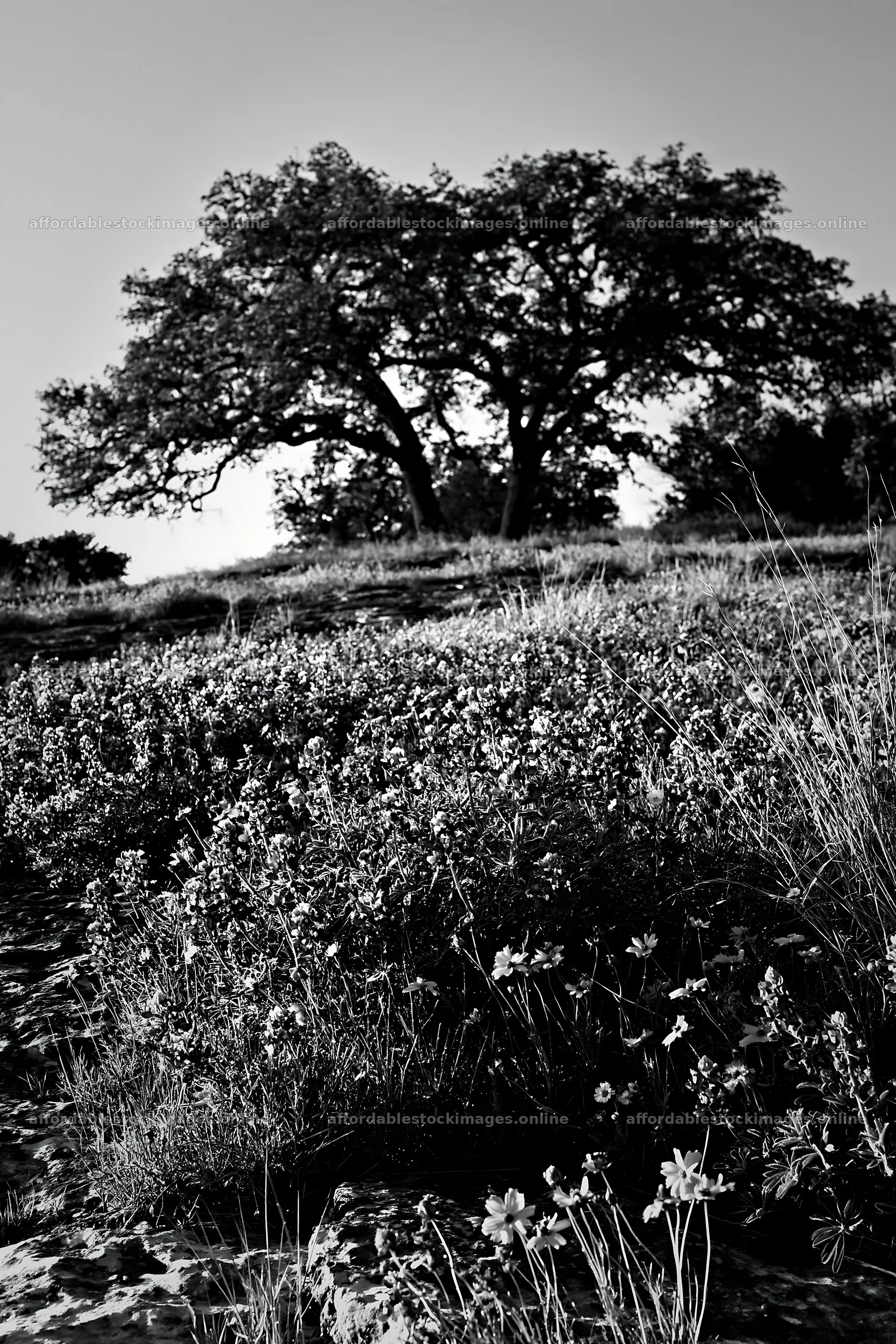 Regenerative meadow with trees and wildflowers in black and – stock images 6480x9722