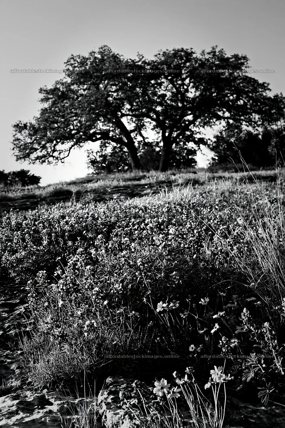 Regenerative meadow with trees and wildflowers in black and – stock images 6480x9722