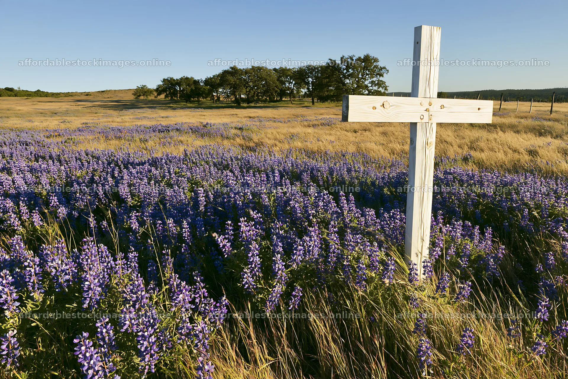 White Christian cross in meadow filled with purple flowers – stock images 9722x6480