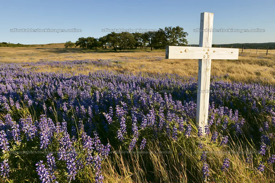 White Christian cross in meadow filled with purple flowers – stock images 9722x6480