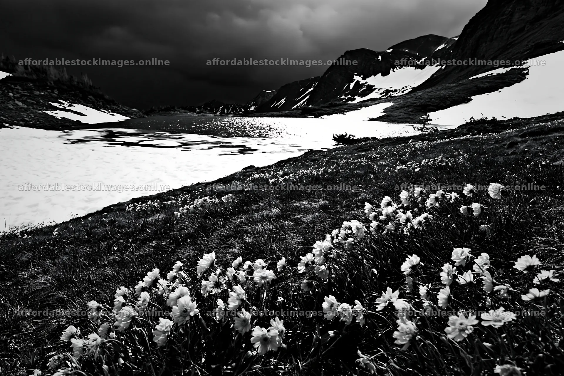 Frozen tarn meadow with flowers and snow-covered ground – stock images 9722x6480