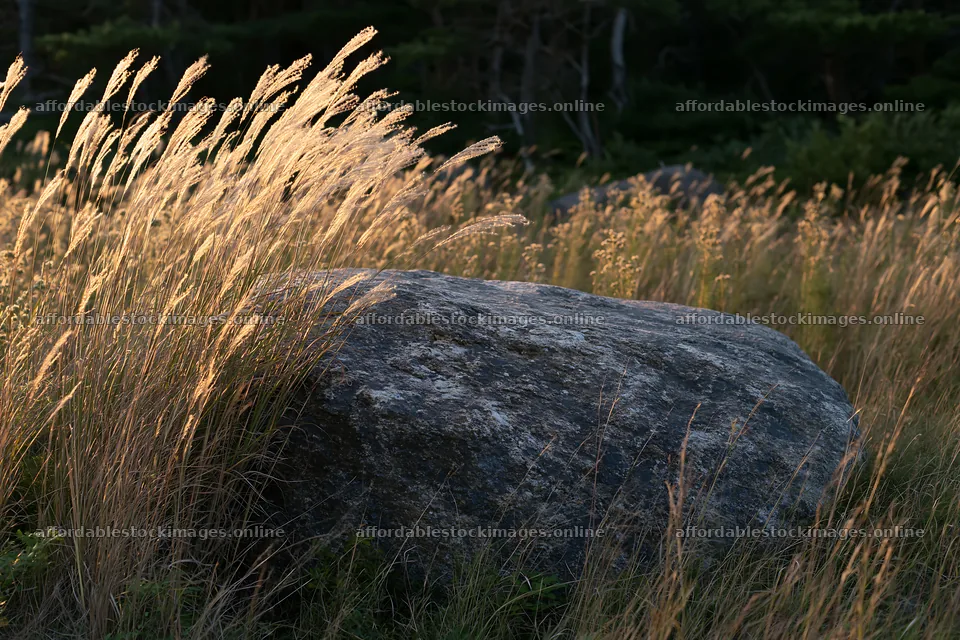 Nagano drought resilient meadow granite boulder surrounded by – stock images 9722x6480